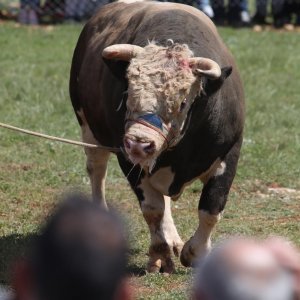 Dicmo: 15. bikijada braće Kokan