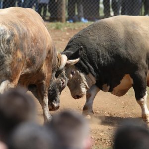 Dicmo: 15. bikijada braće Kokan