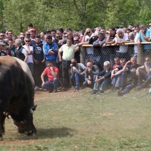 Dicmo: 15. bikijada braće Kokan