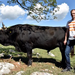 Mateo Maretić i bik Biser