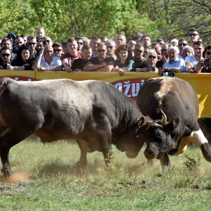 Dicmo: 15. bikijada braće Kokan
