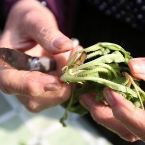 Vodice: Tradicionalni prvosvibanjski piknik u Rakitnici