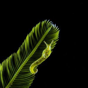 Pobjedničke fotografije 7. Mares Underwater Photo Marathon-a