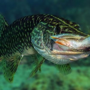 Pobjedničke fotografije 7. Mares Underwater Photo Marathon-a