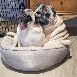 Mops Theo