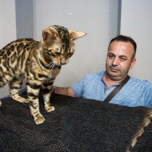 Osijek: Revijalna međunarodna izložba mačaka