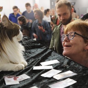 Osijek: Revijalna međunarodna izložba mačaka