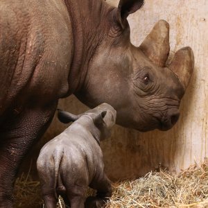 Mladunče crnog nosoroga