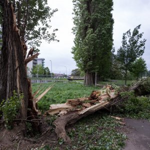 Porušena stabla u Španskom i Prečkom