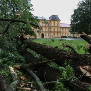 Vjetar srušio stoljetna stabla u dvorištu psihijatrijske bolnice Vrapče