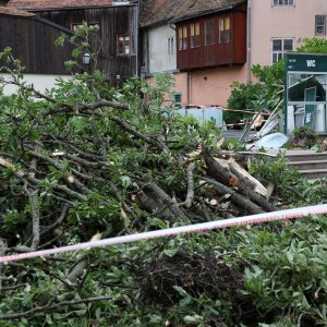 Srušeno stablo na javni WC u Cesarčevoj