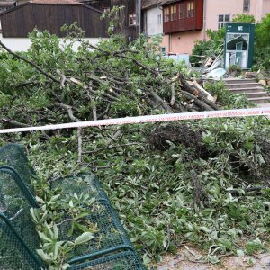 Srušeno stablo na javni WC u Cesarčevoj