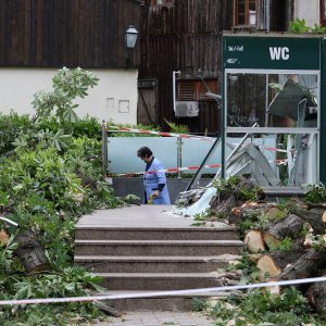 Srušeno stablo na javni WC u Cesarčevoj