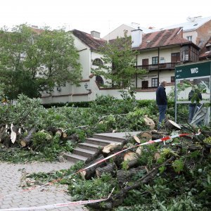 Srušeno stablo na javni WC u Cesarčevoj