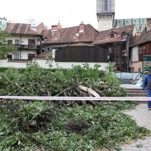 Srušeno stablo na javni WC u Cesarčevoj