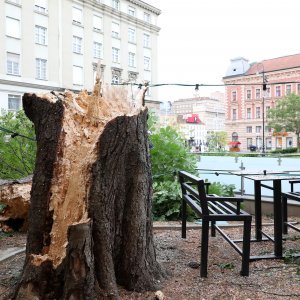 Srušeno stablo na javni WC u Cesarčevoj