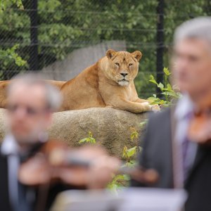 Zagrebački solisti u Zoološkom vrtu