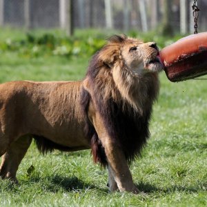 Životinje u Zoološkom vrtu Blair Drummond