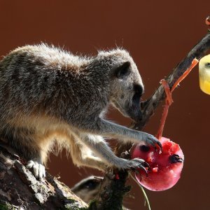 Životinje u Zoološkom vrtu Blair Drummond