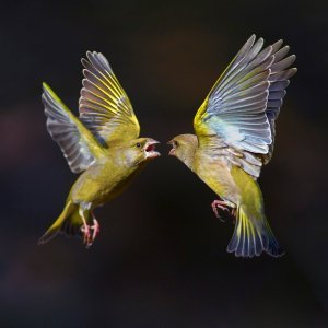 Ptičja svađa