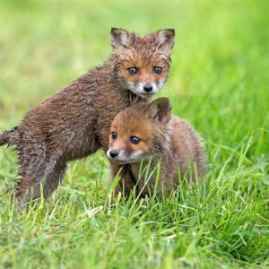 Obitelj lisica