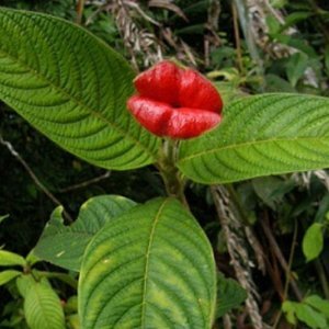 Psychotria Elata