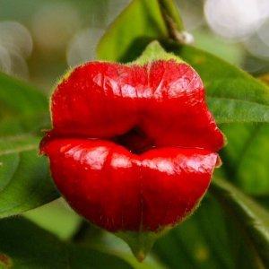 Psychotria Elata