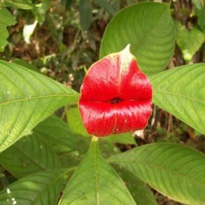 Psychotria Elata