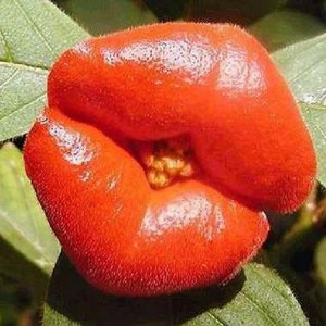 Psychotria Elata