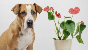 birajte pet-friendly