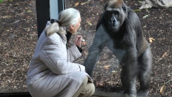 POKOJNA PRIMATOLOGINJA