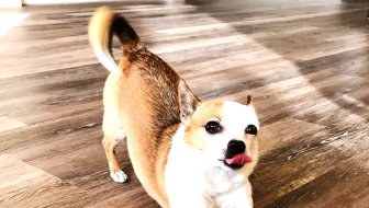 STRUčNJACI OTKRIVAJU