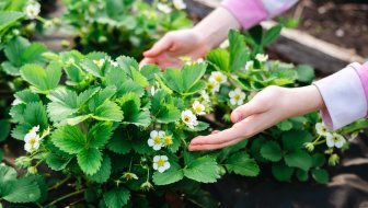 CVIJEĆE, VOĆE, POVRĆE...