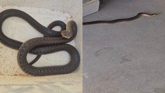 IZLAZE IZ HIBERNACIJE