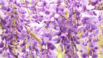 RASKOŠNA PENJAČICA