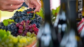 Festival vina i zalogaja