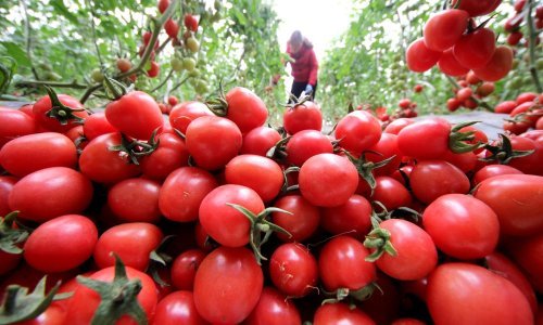 Hoće li 'nešto punašno s pupkom' konačno biti ukusno? Korak smo bliže jestivijoj rajčici!