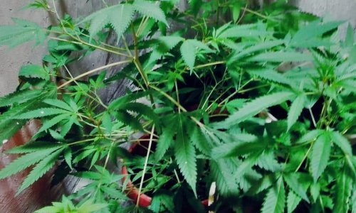 [VIDEO] Splitska policija otkrila laboratorij za drogu, a u njemu i hrpu eksploziva