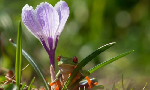 Tajni život žaba i buba apsolutno je prekrasan