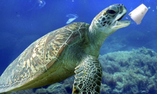 Svjetski je dan oceana, znate li koliko njihovi stanovnici pate zbog plastike?