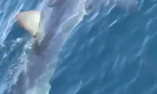 [VIDEO] Kod Makarske, nedaleko od obale, snimljen morski pas