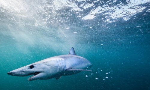 Morski pas ponovno snimljen kod Makarske, približio se brodu s turistima