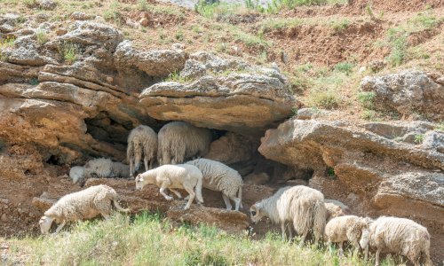 Pasja vrućina? Ne, ovčja. Pogledajte kako se ove životinje štite od toplinskog vala