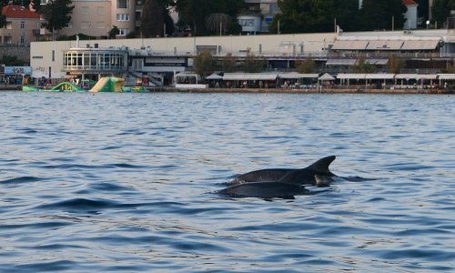 [FOTO] Razigrano jato dupina došlo na sto metara od kupališta Bačvice