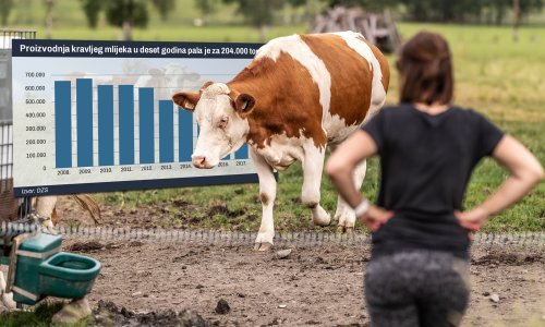 U Hrvatskoj proizvodnja kravljeg mlijeka nikad manja. Uskoro bi nas mogao prešišati i majušni Luksemburg