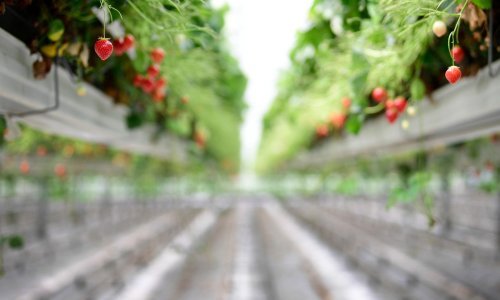 Agrokriminal cvjeta: Krade se sve, od jagoda do zelja, farmeri se od opakog 'nametnika' brane podizanjem utvrda