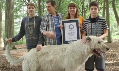 Ovo je pas sa najdužim repom na svijetu