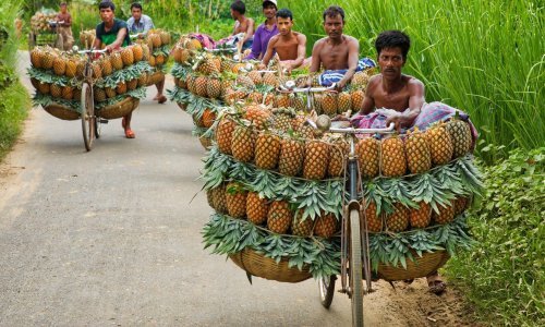 Koliko je previše ananasa na jednom biciklu? Očito ne 120!