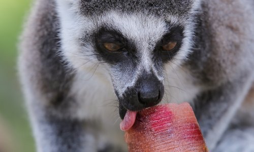 Nije im loše: Pogledajte kako se hlade životinje u Zoološkom vrtu u Zagrebu
