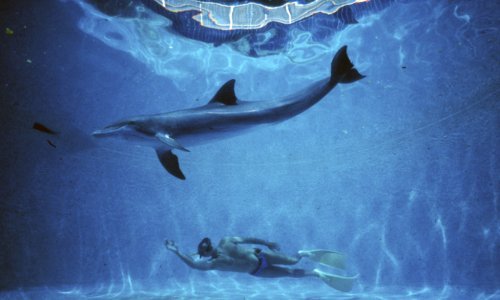 'Čovjek delfin': Film o legendarnom roniocu Jacquesu Mayolu u kinima